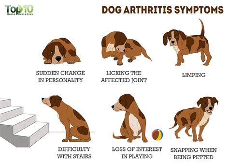 dogs arthritis